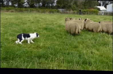 Sheepdog controlling flock